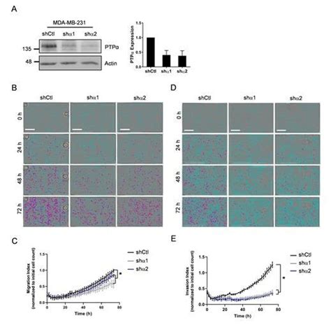 Ptp Mediates Cellular Migration And Invasion Mda Mb 231 Cells Were