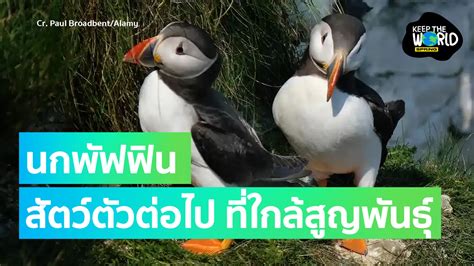 นกพัฟฟิน สัตว์ลำดับต่อไปที่เสี่ยงสูญพันธุ์ในศตวรรษนี้ เกิดอะไรขึ้น