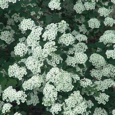 Vanhoutte Spirea Renaissance Spiraea X Vanhouttei MyGardenLife