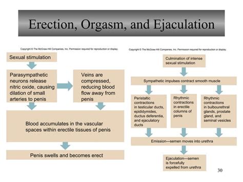 Chapter 22 Reproductive System