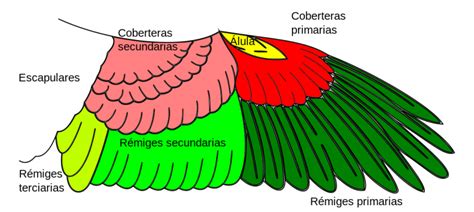 Descubre las Partes de un Ave Anatomía Completa de las Aves