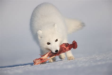 11 Arctic Fox eating a Ringed Seal 1 - Natures Images