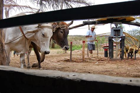 Blog Do Fac Engenho De Cana De A Car