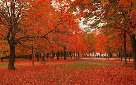 Beautiful Fall Trees Wallpapers HD - WallpaperSafari