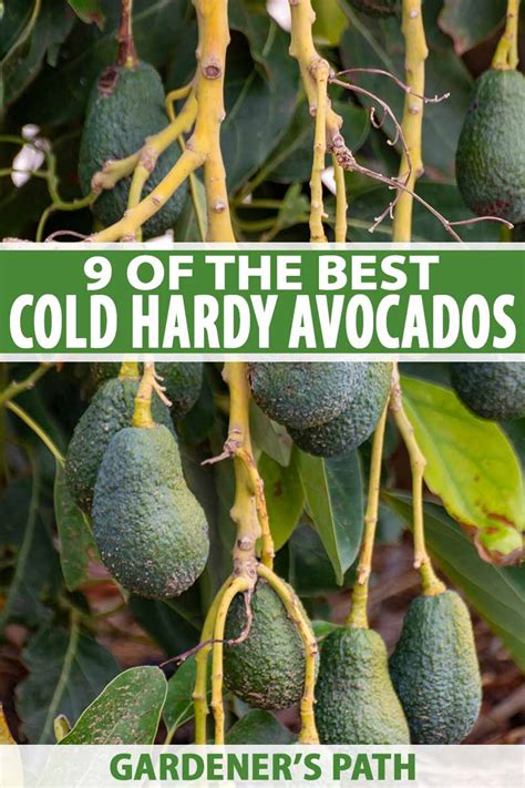 9 of the Best Cold-Hardy Avocado Trees | Gardener's Path