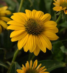 Sombrero Poco Hot Coral Coneflower Echinacea X Hybrid Proven Winners