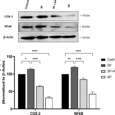 Aprepitant Inhibits Sp Induced Production Of Pro Inflammatory Cytokines Download Scientific