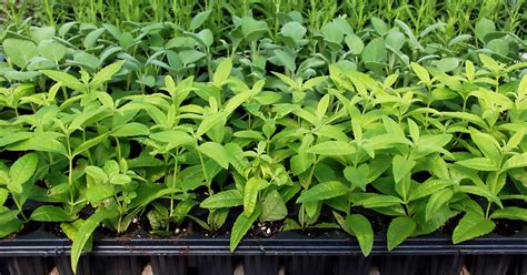 Lemon Verbena Growing And Care Guide The Garden Magazine