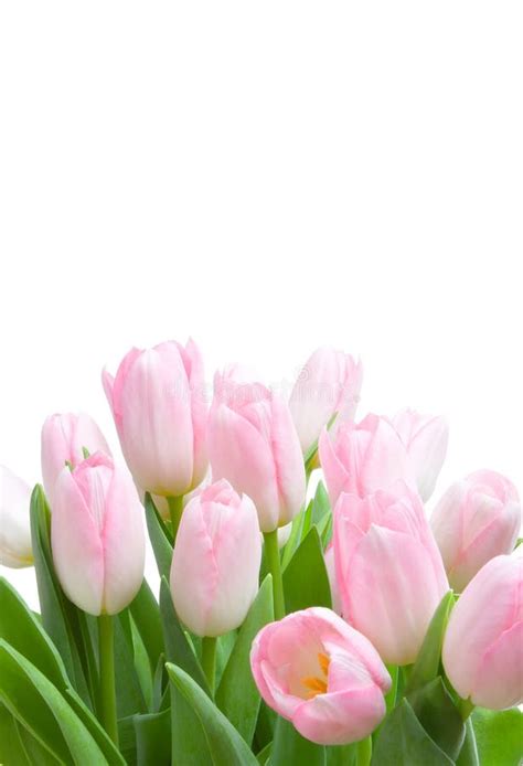 Roze Tulp Stock Foto Image Of Bloemen Helder Voorwerp