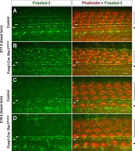 Abnormal Frizzled Protein Localization In Foxg Cre Rac Ko Co Organ