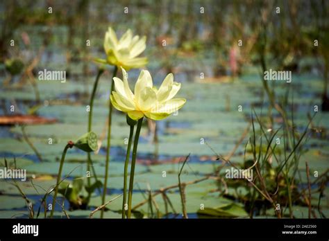 American Lotus Flower Hi Res Stock Photography And Images Alamy