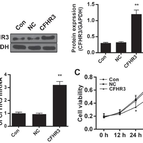 Effect Of Cfhr3 On The Cell Viability Of Huh 7 Cells Huh 7 Cells Were