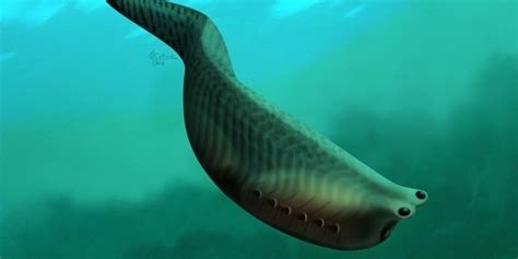 This 500-Million-Year-Old Fish May Be The Ancestor Of Almost All Living ...