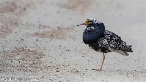 Ruff Facts Diet Habitat And Pictures On Animaliabio