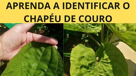 Aprenda A Identificar O Chap U De Couro Erva Medicinal No Jardim Para