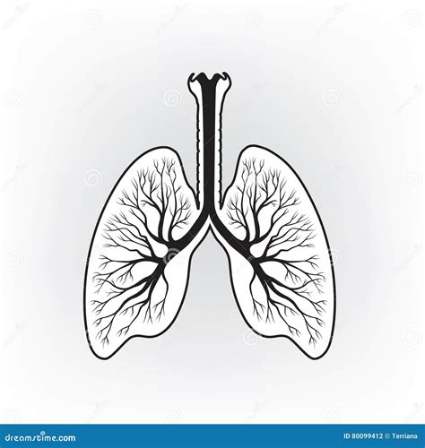 Ausf Hrliches Zeichen Der Lungen Menschliche Anatomieikone Des Inneren