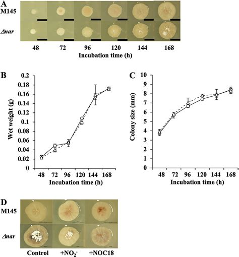 Nitric Oxide Signaling For Aerial Mycelium Formation In Streptomyces