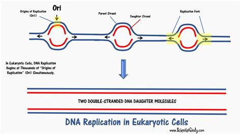 Dna Replication In Eukaryotes