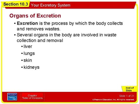 Section 10 3 Your Excretory System Organs Of