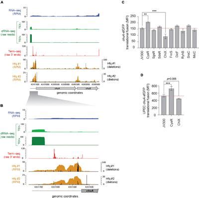 Frontiers The Small RNA CyaR Activates Translation Of The Outer