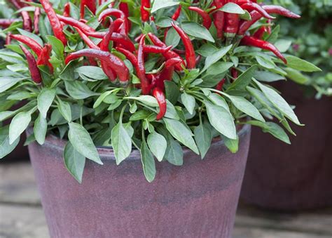 Capsicum Annuum Bio Chili Milder Spiral G Rtnerei Schliebener