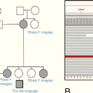 Caso 1 A Familigrama B Secuenciación por Sanger en músculo