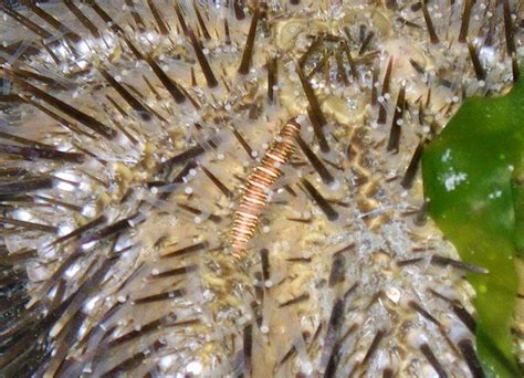 Bulu Babi Dan Landak Laut Persepsi Yang Keliru Selama Ini Marine