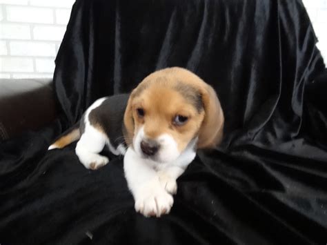 New Litter Pocket Beagle Puppies Pocket Beagles Mini Beagle Puppies