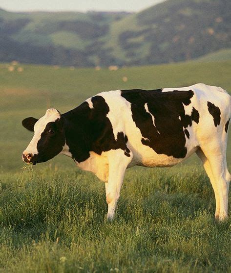 34 Holstein Friesian Cows ideas | holstein, friesian, cow