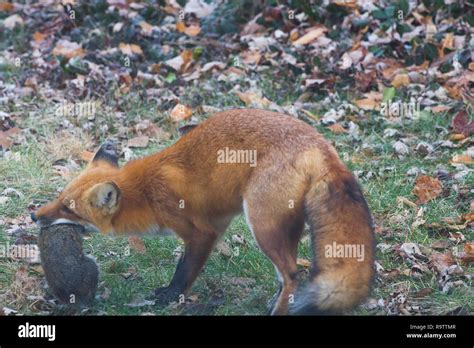 Red Fox Squirrel High Resolution Stock Photography and Images - Alamy