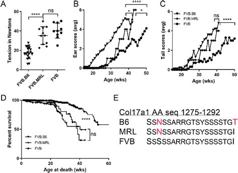 Direct Comparisons Of B And Mrl Col A Congenics On Fvb Background