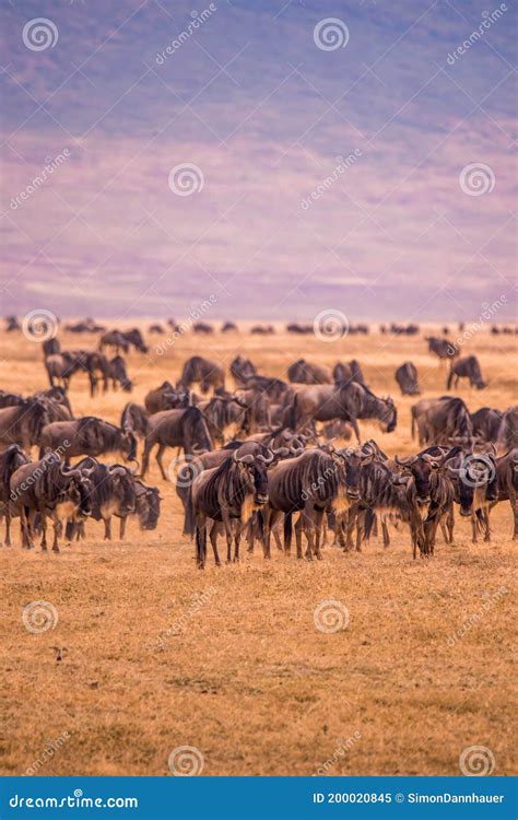 Bestand Von Wilde Tiere Und Wilde Tiere Im Ngorongoro Krater