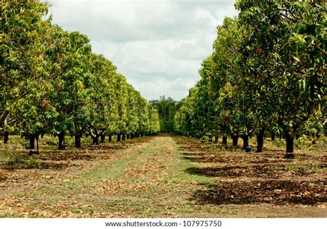 Plantation Mango Trees Stock Photo Edit Now 107975750