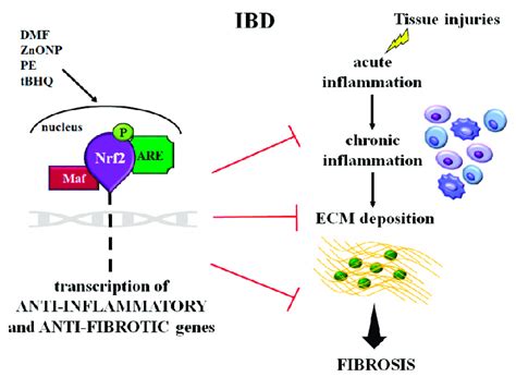 Schematic Representation Of The Role Of Nrf2 In Intestinal Inflammation