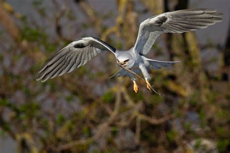 The White Tailed Kite