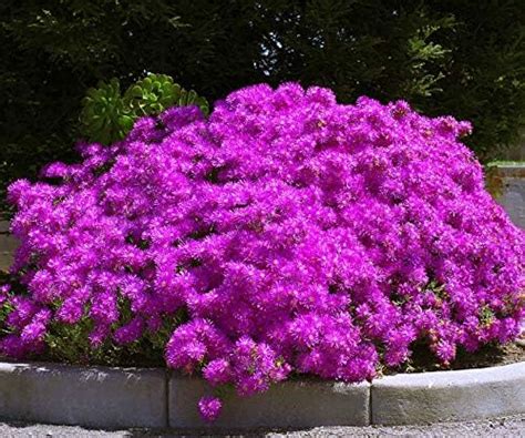 Portal Cool Las Semillas Del Paquete 20 Lampranthus Semillas De Flor