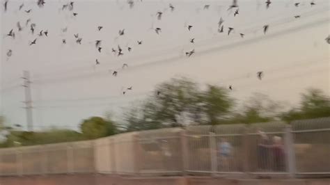 Phoenix Bat Caves Brings Dozens Of Spectators A Night