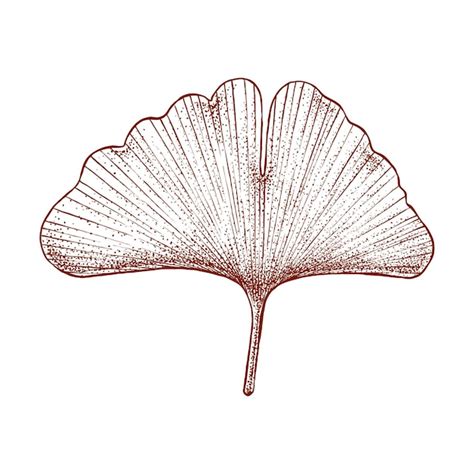 Premium Vector Golden Ginkgo Leaf Hand Drawn