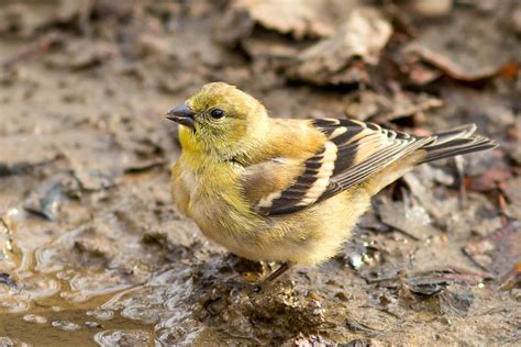 American Goldfinch Spinus Tristis