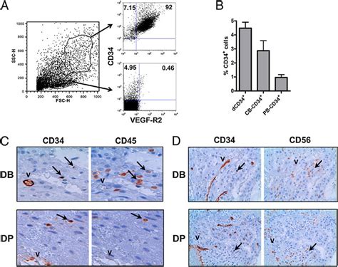 Discovery Of Cd Hematopoietic Precursors In Human Decidua A