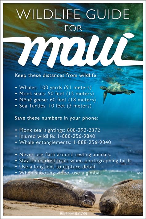 Maui Wildlife Viewing Guide: Best Spots & Seasons