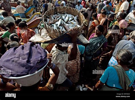 Royapuram Wholesale Fish Market Madras Chennai Tamil Nadu Stock