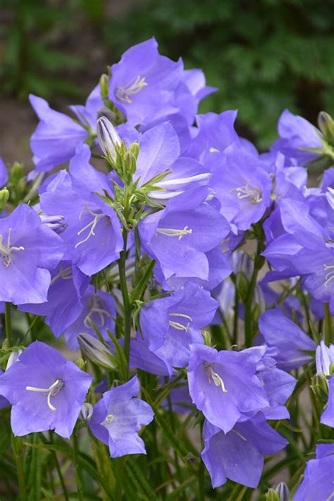 Takion Blue Peachleaf Bellflower Campanula Persicifolia Takion Blue