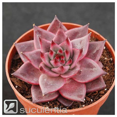 Echeveria Agavoides Romeo Suculentia Venta Online De Suculentas Y