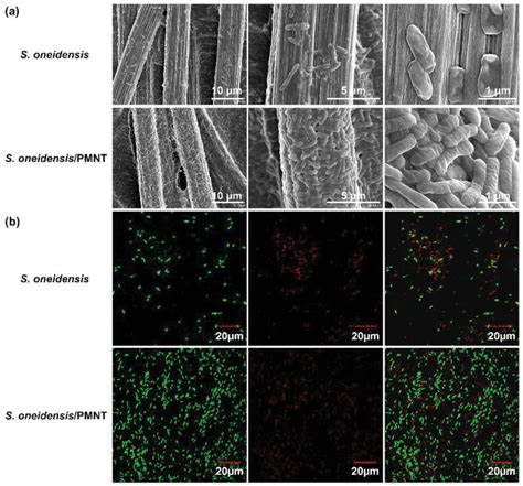 A SEM And B CLSM Images Of S Oneidensis Biofilm Formed On Carbon