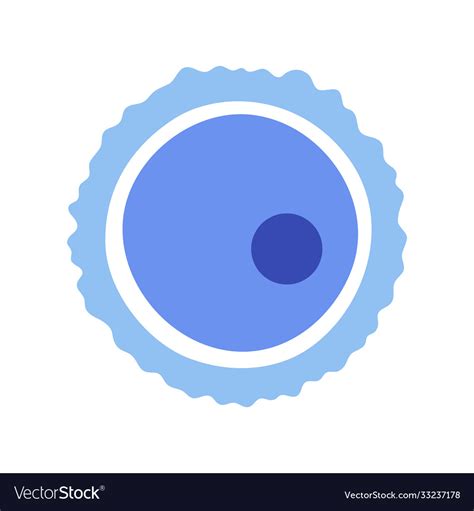 Egg Cell Anatomy Royalty Free Vector Image Vectorstock