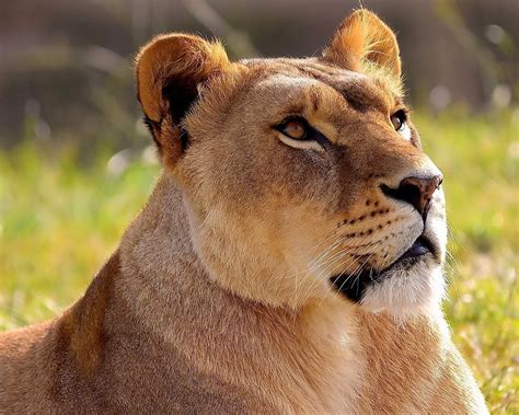 Lioness Animal Hd Photo Wallpaper Preview