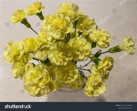 Carnation Dianthus Caryophyllus Herbaceous Perennial Plant Stock Photo