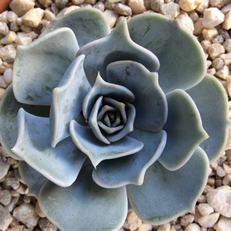 Echeveria Lilacina Echeveria Lilacina In Gardentags Plant Encyclopedia