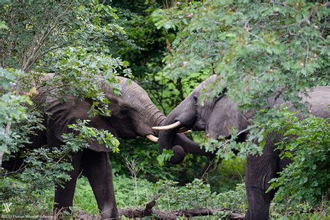 Chobe River – Botswana's Elephant Paradise